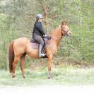 Top cheval de loisir, polyvalent dressage CSO 