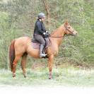 Top cheval de loisir, polyvalent dressage CSO 