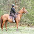 Top cheval de loisir, polyvalent dressage CSO 