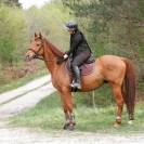 Top cheval de loisir, polyvalent dressage CSO 