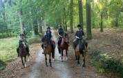 Wallonne Jument Franche-Montagne 12 ans 