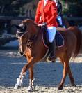 poney à prendre en demi-pension 