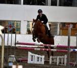 Cheval à vendre