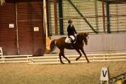 Cheval à vendre