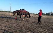 JUMENT PAINT HORSE 2017