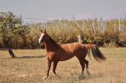 JUMENT PAINT HORSE 2017