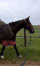 Petit cheval d’1m50  8 ans