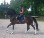 Hongre 6ans(dressage) furst toto