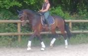 Hongre 6ans(dressage) furst toto