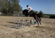 Cavalla Cavallo da Sport Irlandese In vendita 2020 Nero
