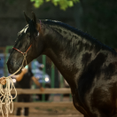 JANGO NP - PRE Pura Raza Española 2019 por INTIMO SALVATELLA