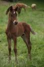 Poulain Bai Silver Arabe Barbe x Rocky Mountain