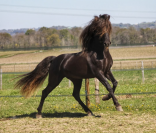 Poulain Bai Silver Arabe Barbe x Rocky Mountain