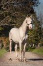 Caballo entero PRE Pura Raza Española En venta 2023 Perlino por ODIN ONIX