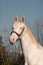 Caballo entero PRE Pura Raza Española En venta 2023 Perlino por ODIN ONIX