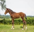 Foal selle Français Joker d'Euskadi et mère iso 137