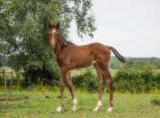 Foal selle Français Joker d'Euskadi et mère iso 137