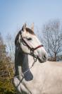 Caballo entero PRE Pura Raza Española En venta 2023 Tordo por FER BAGO