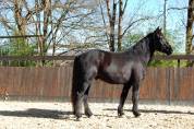 MISTRAL, un poulain tout en finesse
