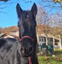 MISTRAL, un poulain tout en finesse