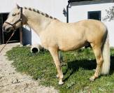 ‼️‼️À VENDRE ENTIER PRE PP Palomito VP‼️‼️