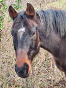 A vendre Birus de Belriver