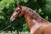 Caballo entero PRE Pura Raza Española En venta 2022 Alazán por CAPRICHOSO MANGO