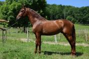 Caballo entero PRE Pura Raza Española En venta 2022 Alazán por CAPRICHOSO MANGO