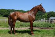 Caballo entero PRE Pura Raza Española En venta 2022 Alazán por CAPRICHOSO MANGO