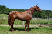 Caballo entero PRE Pura Raza Española En venta 2022 Alazán por CAPRICHOSO MANGO