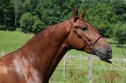 Caballo entero PRE Pura Raza Española En venta 2022 Alazán por CAPRICHOSO MANGO