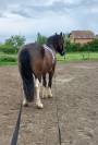 Jeune cheval