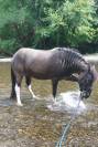 Jeune cheval