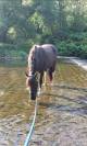 Jeune cheval