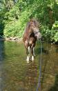 Jeune cheval