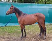 Cavallo Sella Italiano