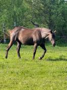 Vends jument Quarter Horse 99% NFQHA