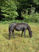Vends jument Quarter Horse 99% NFQHA