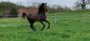 poulain iberique noir 2024