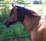 Vends Etalon Quarter Horse 99% NFQHA