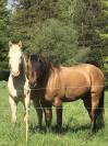 Vends Etalon Quarter Horse 99% NFQHA