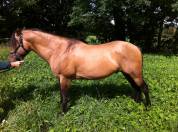 Vends Etalon Quarter Horse 99% NFQHA