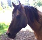 Vends Etalon Quarter Horse 99% NFQHA
