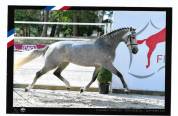 Jument 7 ans par Romanov