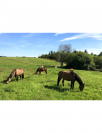 Domaine equestre de prestige - 32 ha certifié BIO