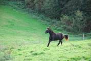 Poney ONC