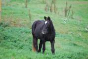 Poney ONC