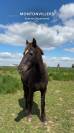 Poney ONC