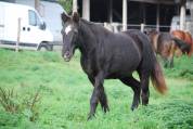 Poney ONC
