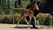 Poulain de dressage gros potentiel